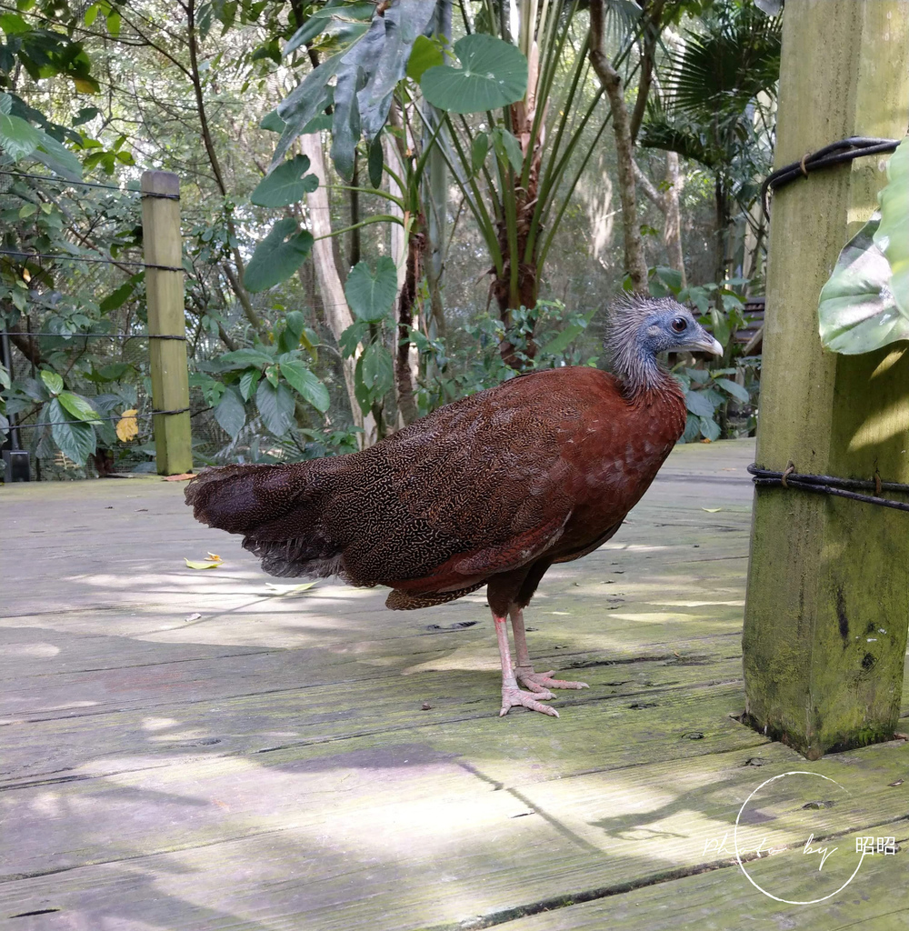 綠世界 鳥園