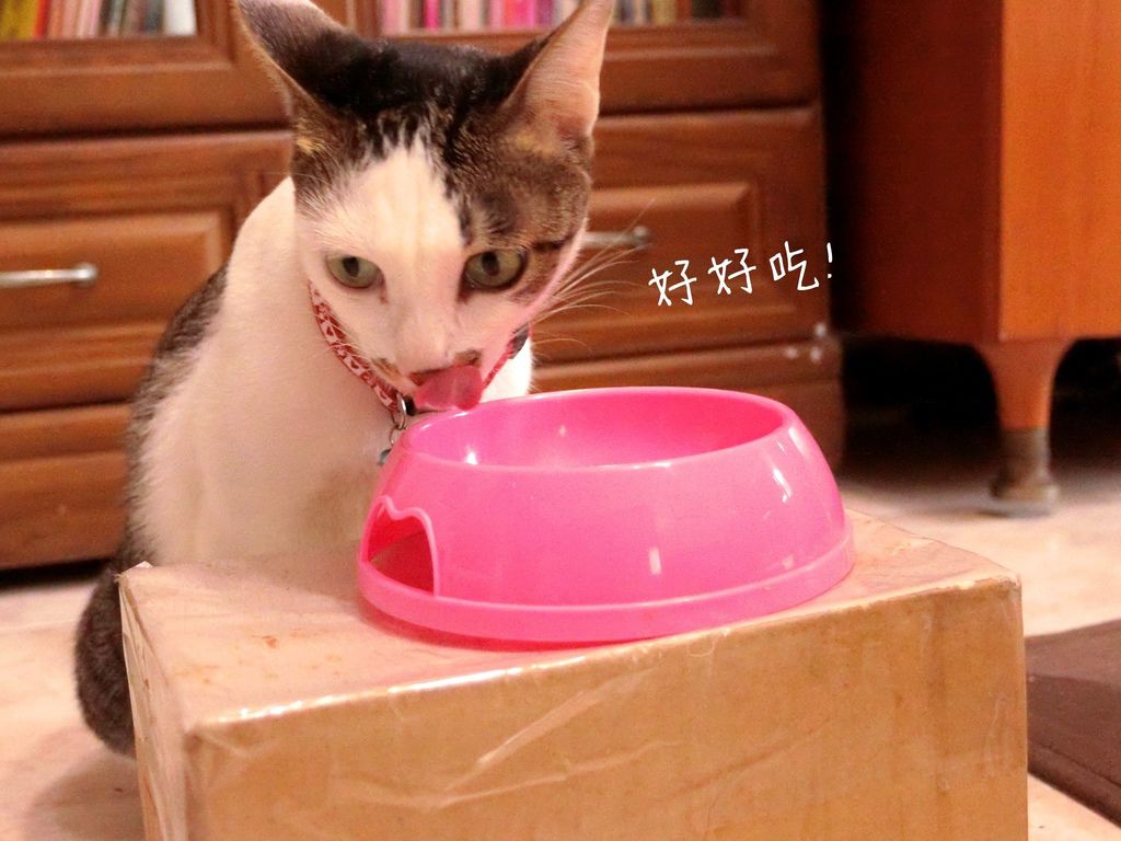 15.JPG 試用