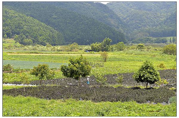 宜蘭員山~野夫炊煙//山野合菜料理//自然美景 宜蘭員山~野夫炊煙//山野合菜料理//自然美景