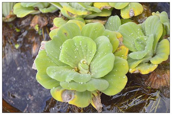 南投市~文心園・花園咖啡 南投市~文心園・花園咖啡