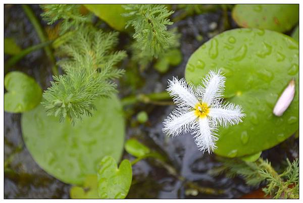 南投市~文心園・花園咖啡 南投市~文心園・花園咖啡
