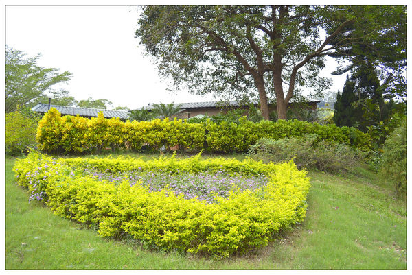 苗栗西湖~秘密花園 苗栗西湖~秘密花園