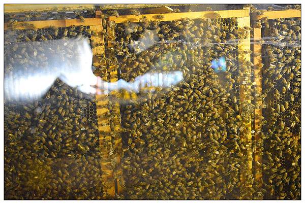 宜蘭員山景點‧餐廳))養蜂人家‧蜂采館_蜜香烤蛋糕_蜂巢鮮奶霜淇淋 宜蘭員山景點‧餐廳))養蜂人家‧蜂采館_蜜香烤蛋糕_蜂巢鮮奶霜淇淋