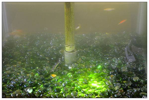 嘉義民雄鄉咖啡店))魚罐頭咖啡館_甜點、咖啡、古早味肉粽