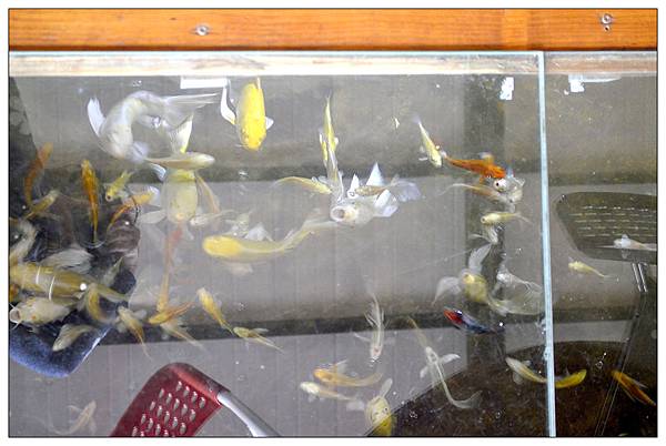 嘉義民雄鄉咖啡店))魚罐頭咖啡館_甜點、咖啡、古早味肉粽