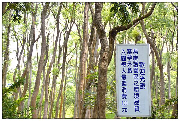 苗栗通霄景觀餐廳))上田咖啡休閒莊園。二訪。桐花開 苗栗通霄景觀餐廳))上田咖啡休閒莊園。二訪。桐花開