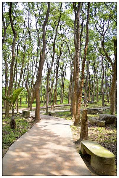 苗栗通霄景觀餐廳))上田咖啡休閒莊園。二訪。桐花開 苗栗通霄景觀餐廳))上田咖啡休閒莊園。二訪。桐花開