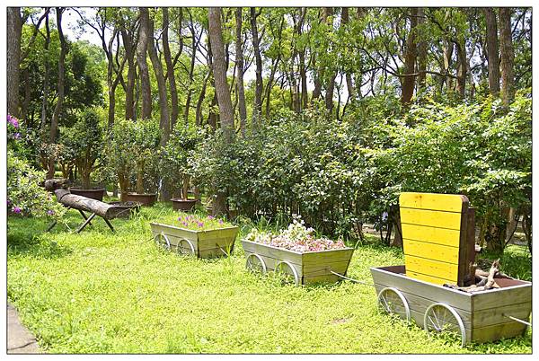 苗栗通霄景觀餐廳))上田咖啡休閒莊園。二訪。桐花開 苗栗通霄景觀餐廳))上田咖啡休閒莊園。二訪。桐花開