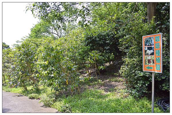 苗栗通霄景觀餐廳))上田咖啡休閒莊園。二訪。桐花開 苗栗通霄景觀餐廳))上田咖啡休閒莊園。二訪。桐花開