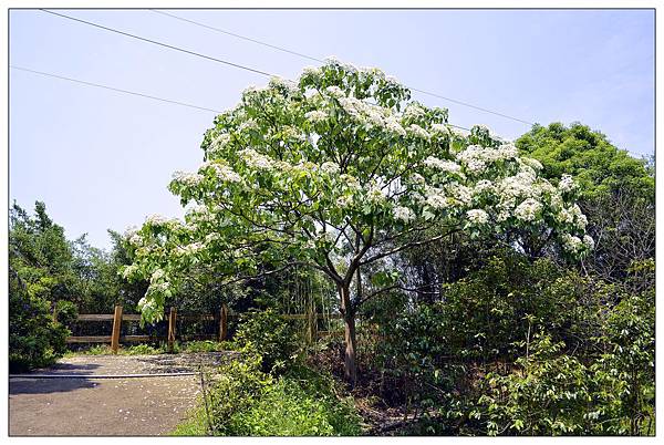 苗栗通霄景觀餐廳))上田咖啡休閒莊園。二訪。桐花開 苗栗通霄景觀餐廳))上田咖啡休閒莊園。二訪。桐花開