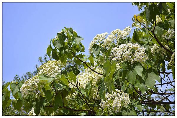 苗栗通霄景觀餐廳))上田咖啡休閒莊園。二訪。桐花開 苗栗通霄景觀餐廳))上田咖啡休閒莊園。二訪。桐花開