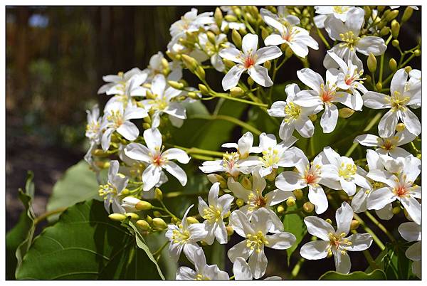 苗栗通霄景觀餐廳))上田咖啡休閒莊園。二訪。桐花開 苗栗通霄景觀餐廳))上田咖啡休閒莊園。二訪。桐花開