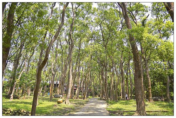 苗栗通霄景觀餐廳))上田咖啡休閒莊園。二訪。桐花開 苗栗通霄景觀餐廳))上田咖啡休閒莊園。二訪。桐花開