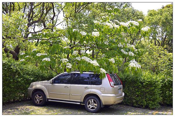 苗栗通霄景觀餐廳))上田咖啡休閒莊園。二訪。桐花開 苗栗通霄景觀餐廳))上田咖啡休閒莊園。二訪。桐花開