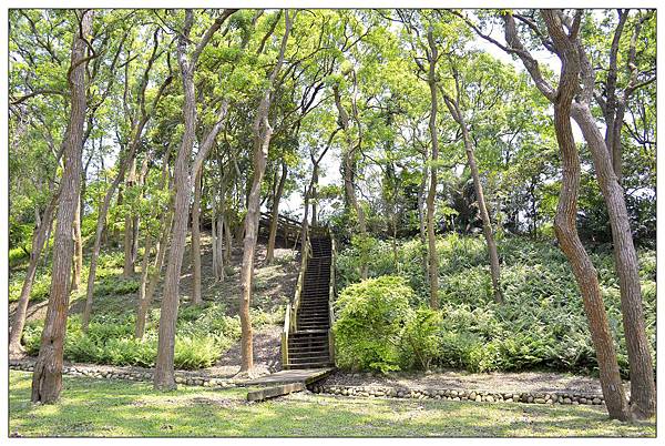 苗栗通霄景觀餐廳))上田咖啡休閒莊園。二訪。桐花開 苗栗通霄景觀餐廳))上田咖啡休閒莊園。二訪。桐花開