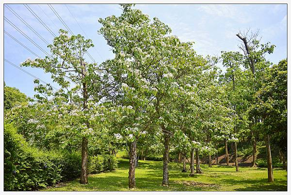 苗栗通霄景觀餐廳))上田咖啡休閒莊園。二訪。桐花開 苗栗通霄景觀餐廳))上田咖啡休閒莊園。二訪。桐花開