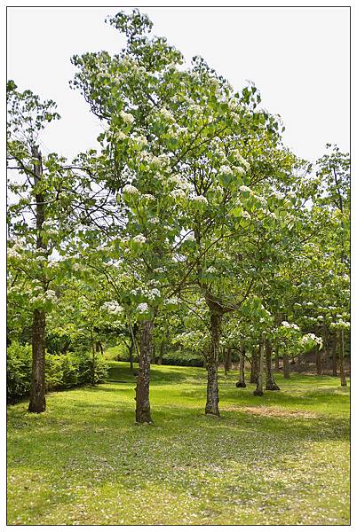 苗栗通霄景觀餐廳))上田咖啡休閒莊園。二訪。桐花開 苗栗通霄景觀餐廳))上田咖啡休閒莊園。二訪。桐花開