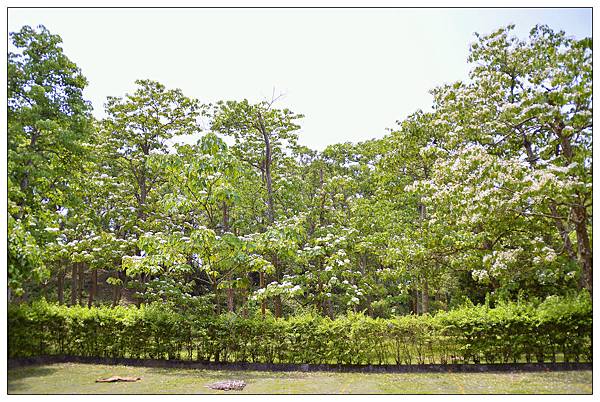 苗栗通霄景觀餐廳))上田咖啡休閒莊園。二訪。桐花開 苗栗通霄景觀餐廳))上田咖啡休閒莊園。二訪。桐花開
