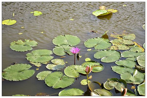 苗栗通霄景觀餐廳))石蓮園火車餐廳_鐵支路便當_民宿 苗栗通霄景觀餐廳))石蓮園火車餐廳_鐵支路便當_民宿