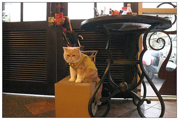 彰化義式餐廳))Iron pasta house艾隆義式麵食館@貓咪餐廳 彰化義式餐廳))Iron pasta house艾隆義式麵食館@貓咪餐廳