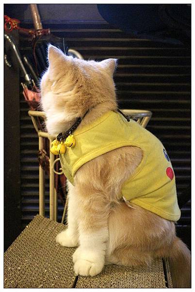 彰化義式餐廳))Iron pasta house艾隆義式麵食館@貓咪餐廳 彰化義式餐廳))Iron pasta house艾隆義式麵食館@貓咪餐廳