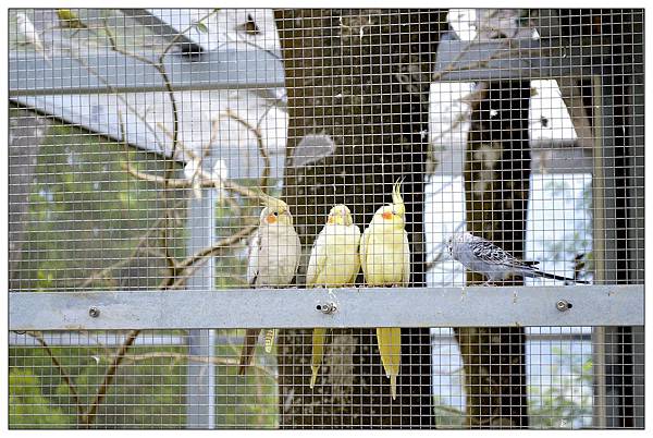 苗栗南庄鄉景觀餐廳))Sud Vista 蘇維拉莊園@愛玩客小鐘介紹 苗栗南庄鄉景觀餐廳))Sud Vista 蘇維拉莊園@愛玩客小鐘介紹