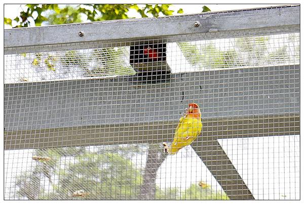 苗栗南庄鄉景觀餐廳))Sud Vista 蘇維拉莊園@愛玩客小鐘介紹