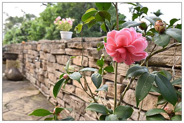 台中太平區咖啡店))樂在其中Le cafe 台中太平區咖啡店))樂在其中Le cafe