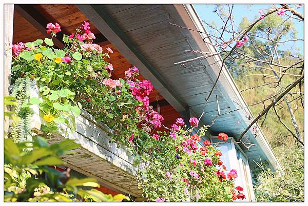 苗栗南庄鄉景觀餐廳))山芙蓉咖啡