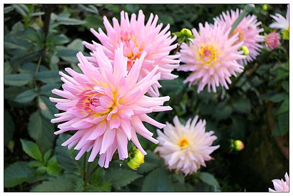 苗栗南庄鄉景觀餐廳))山芙蓉咖啡 苗栗南庄鄉景觀餐廳))山芙蓉咖啡