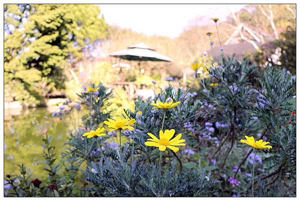 苗栗南庄鄉景觀餐廳))山芙蓉咖啡 苗栗南庄鄉景觀餐廳))山芙蓉咖啡