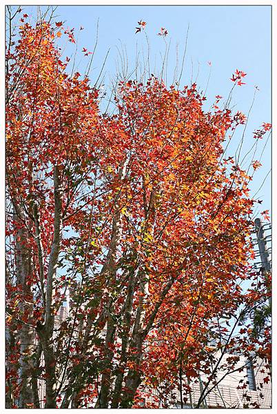 苗栗南庄鄉景觀餐廳))山芙蓉咖啡 苗栗南庄鄉景觀餐廳))山芙蓉咖啡