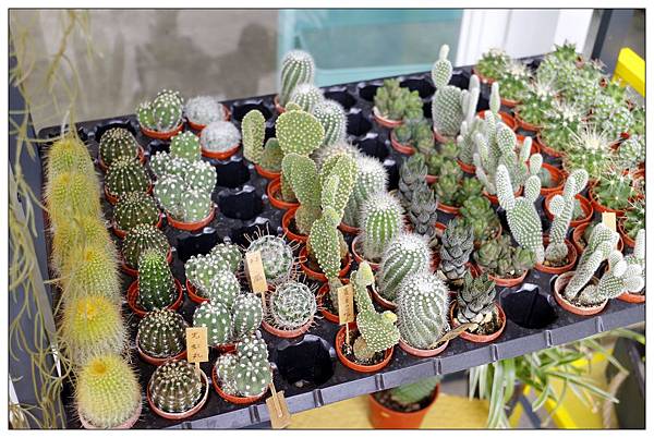 台中北屯區餐廳))山姆派樂SAMpartner |大坑區園藝餐廳 台中北屯區餐廳))山姆派樂SAMpartner |大坑區園藝餐廳