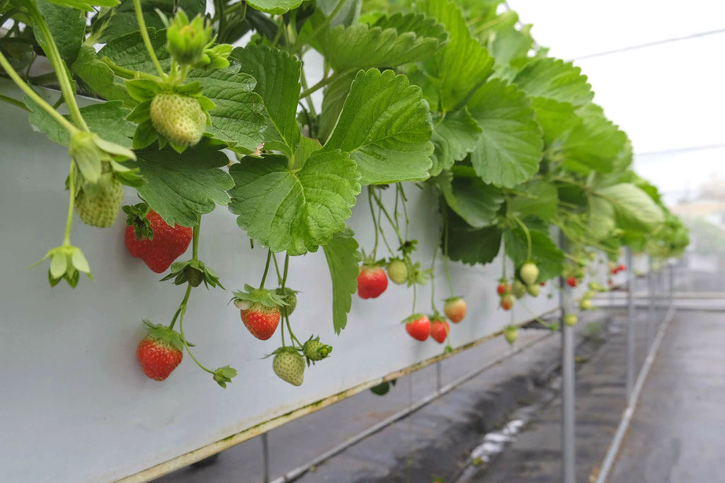 大湖草莓 古意園草莓農場 大湖酒莊正後方 高架草莓園區 小玉兒 趴趴走 痞客邦