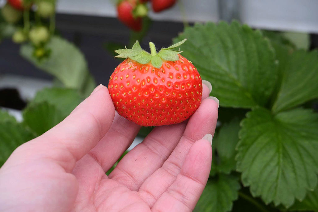 大湖草莓 古意園草莓農場 大湖酒莊正後方 高架草莓園區 小玉兒 趴趴走 痞客邦