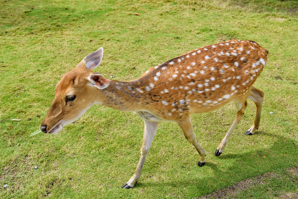 阿里山逐鹿部落_DSC3430.jpg