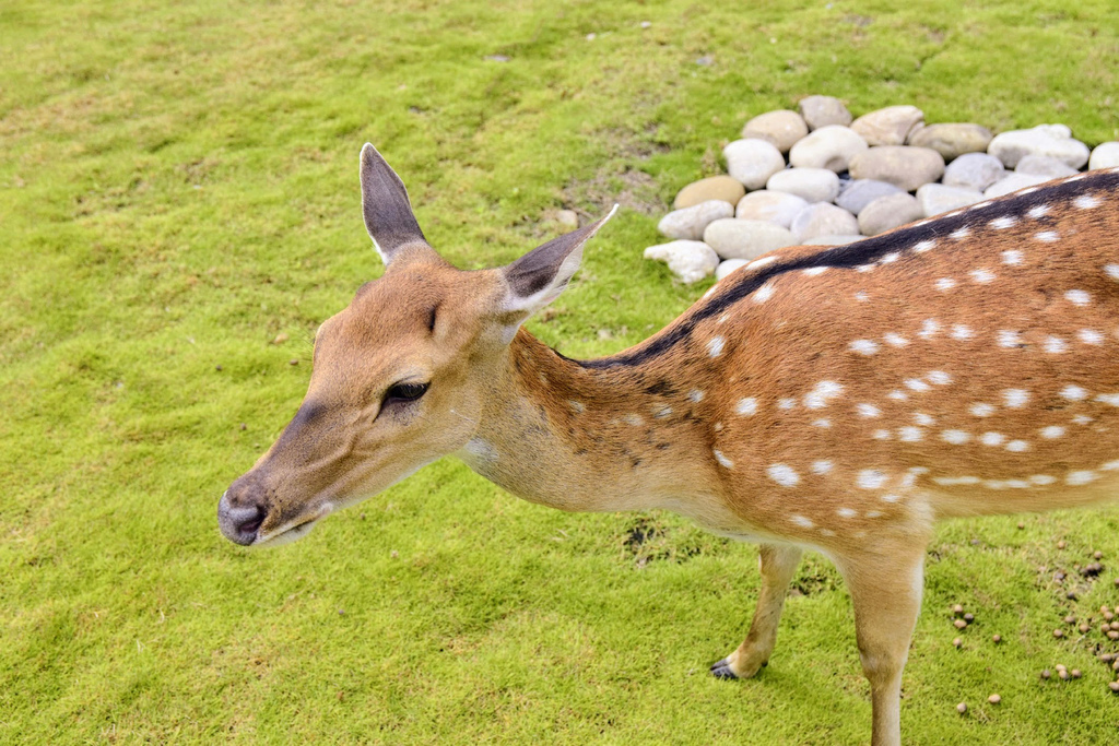 阿里山逐鹿部落_DSC3440.jpg