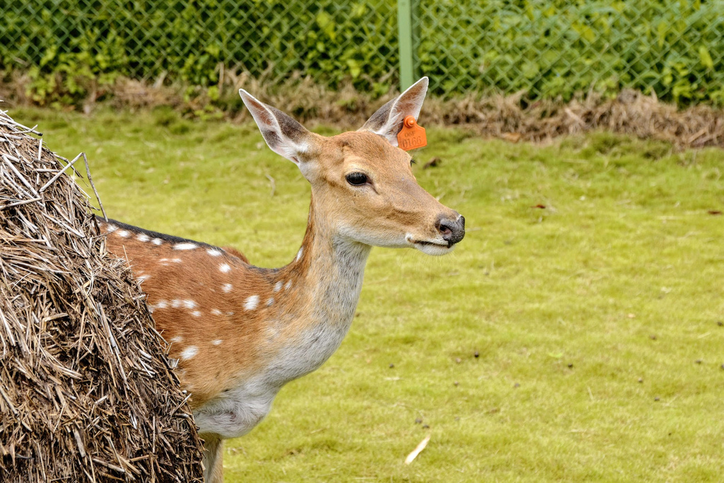 阿里山逐鹿部落_DSC3464.jpg