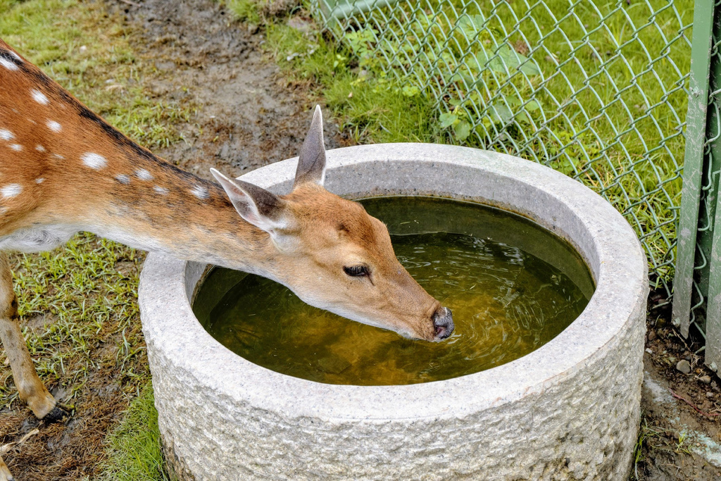 阿里山逐鹿部落 梅花鹿生態園區 嘉義景點 台18線觸口遊客中心旁 可近距離餵食梅花鹿 拍照 逐鹿傳說梅花鹿園 小玉兒 趴趴走 痞客邦 阿里山逐鹿部落 梅花鹿生態園區 嘉義景點 台18線觸口遊客中心旁 可近距離餵食梅花鹿 拍照 逐鹿傳說梅花鹿園 小玉兒 趴趴走 痞客邦