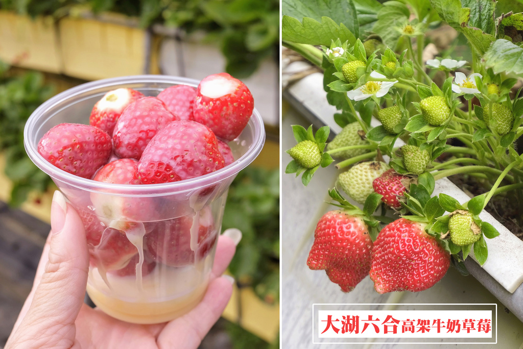 六合草莓農場 苗栗大湖台三線草莓園 高架牛奶草莓 草莓周邊商品 煉乳草莓 草莓酒 小玉兒 趴趴走 痞客邦