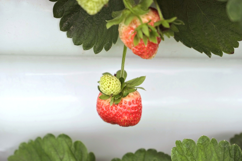 六合草莓農場 苗栗大湖台三線草莓園 高架牛奶草莓 草莓周邊商品 煉乳草莓 草莓酒 小玉兒 趴趴走 痞客邦