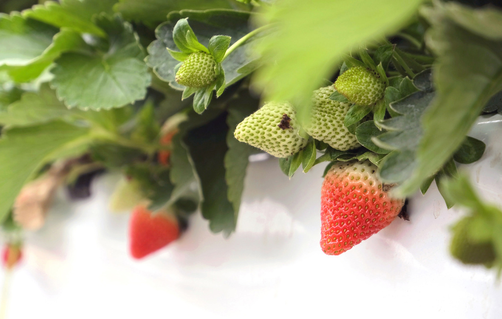 六合草莓農場 苗栗大湖台三線草莓園 高架牛奶草莓 草莓周邊商品 煉乳草莓 草莓酒 小玉兒 趴趴走 痞客邦