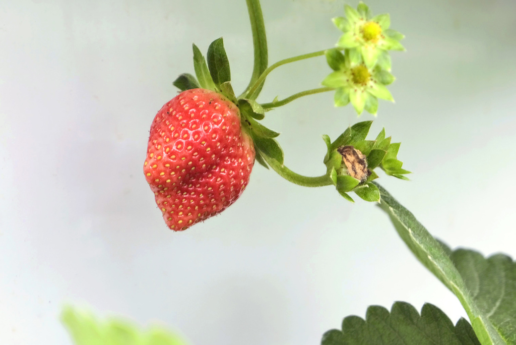 六合草莓農場 苗栗大湖台三線草莓園 高架牛奶草莓 草莓周邊商品 煉乳草莓 草莓酒 小玉兒 趴趴走 痞客邦