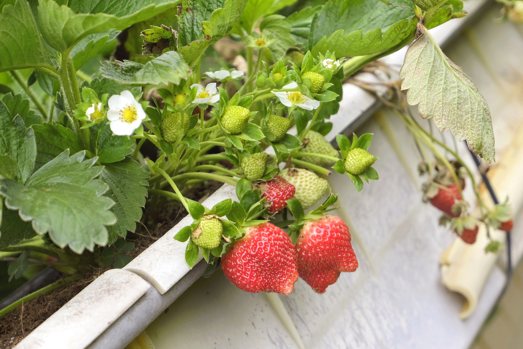 六合草莓農場 苗栗大湖台三線草莓園 高架牛奶草莓 草莓周邊商品 煉乳草莓 草莓酒 小玉兒 趴趴走 痞客邦