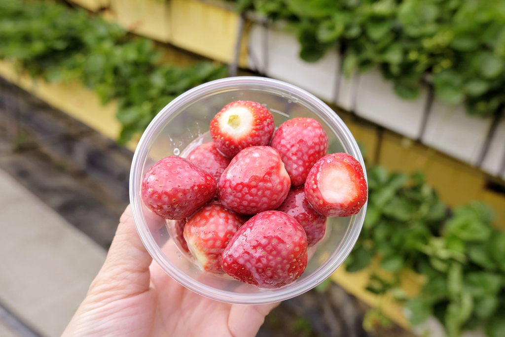六合草莓農場 苗栗大湖台三線草莓園 高架牛奶草莓 草莓周邊商品 煉乳草莓 草莓酒 小玉兒 趴趴走 痞客邦