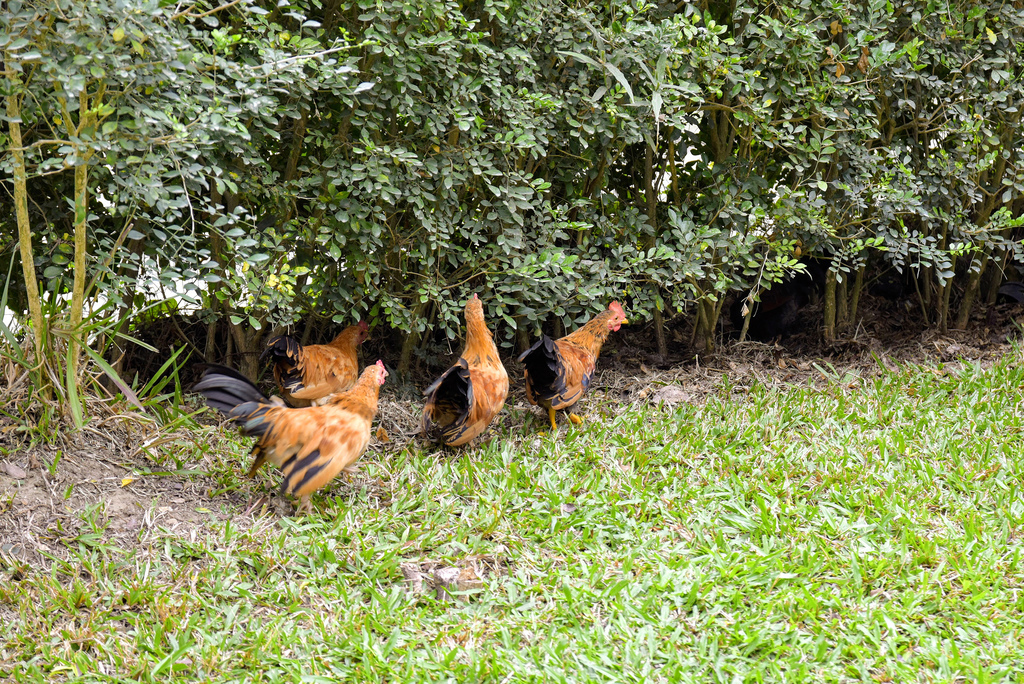 樸軒食房_DSC1758.jpg