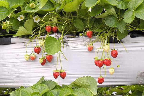 苗栗大湖景點 大湖酒莊 草莓文化館 買草莓周邊商品 品嚐草莓特色料理 小玉兒 趴趴走 痞客邦