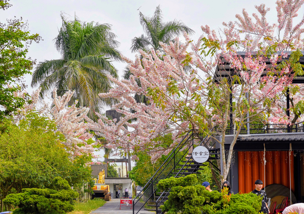 澄霖沉香味道森林館 雲林虎尾景點 花旗木季 粉色秘境花園 Media Monster