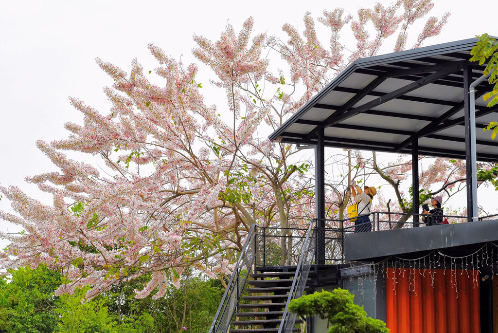 澄霖沉香味道森林館 雲林虎尾景點 花旗木季 粉色秘境花園 Media Monster