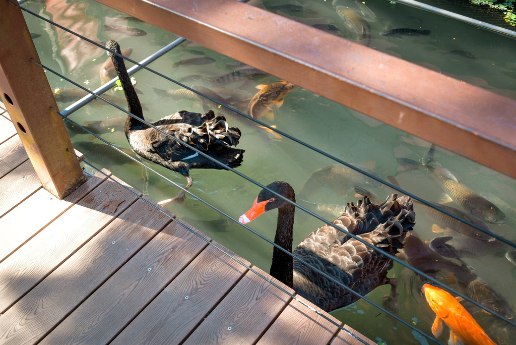 楓樺台一渡假村_DSC4707 (1).jpg 楓樺台一渡假村_DSC4707 (1).jpg